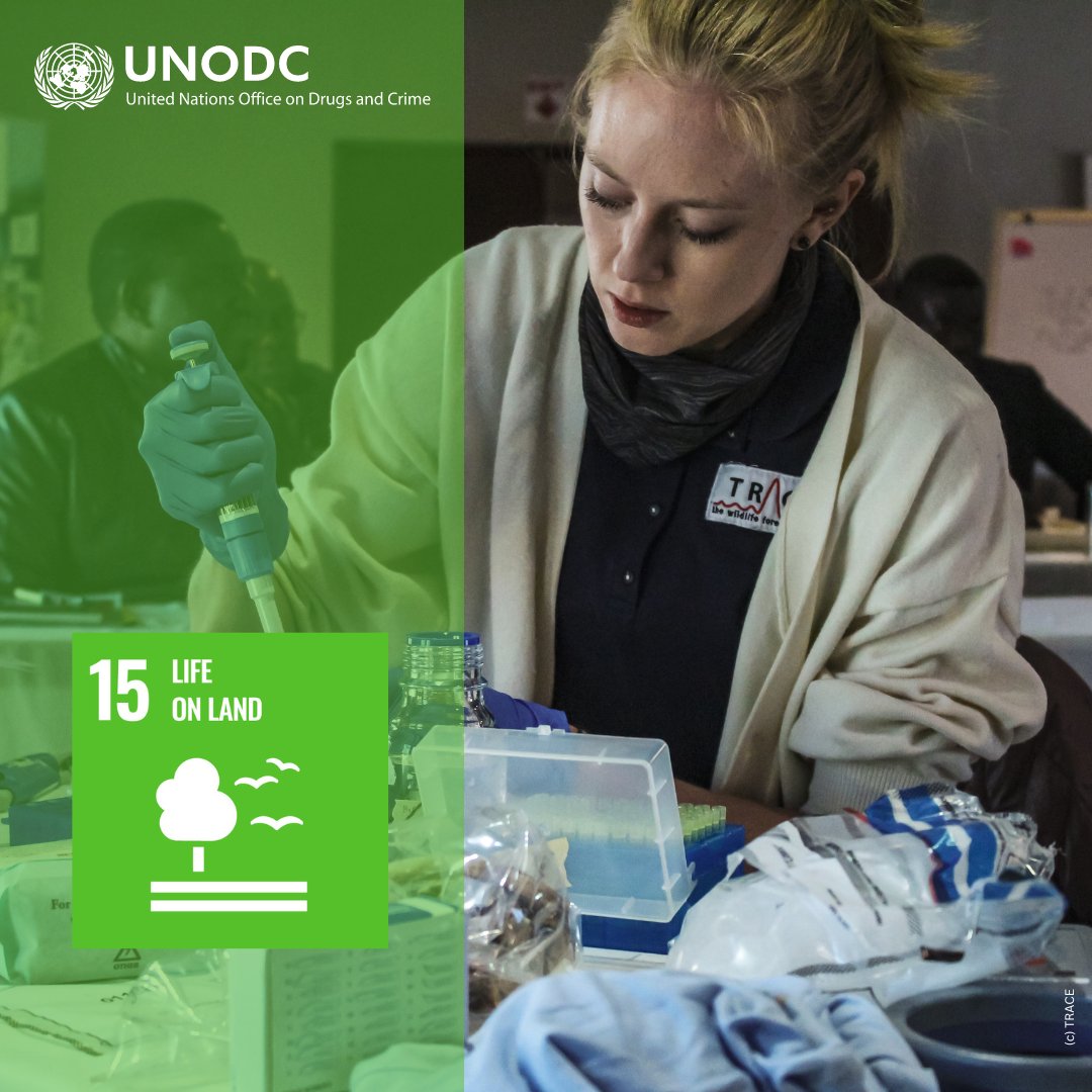 Wildlife and forest crime involve low-risk, high-profit transnational organized activities.

UNODC strives to pioneer innovative solutions, using technology and forensic science to achieve @TheGlobalGoals

#EndWildlifeCrime #endENVcrime