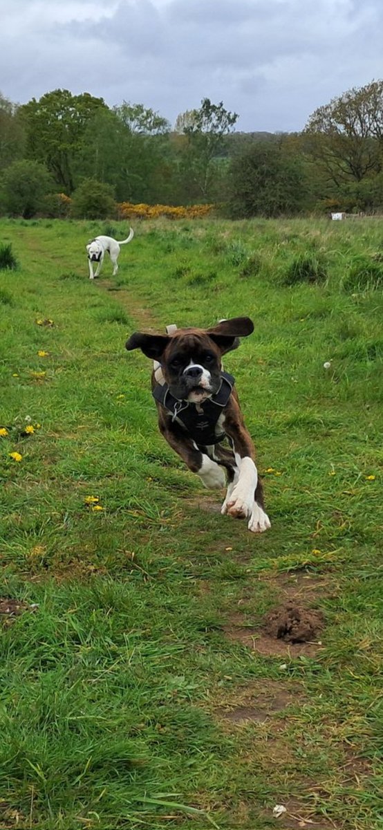 Ollie's best Dumbo impression on walkies this afternoon - with Daisy in the distance x
