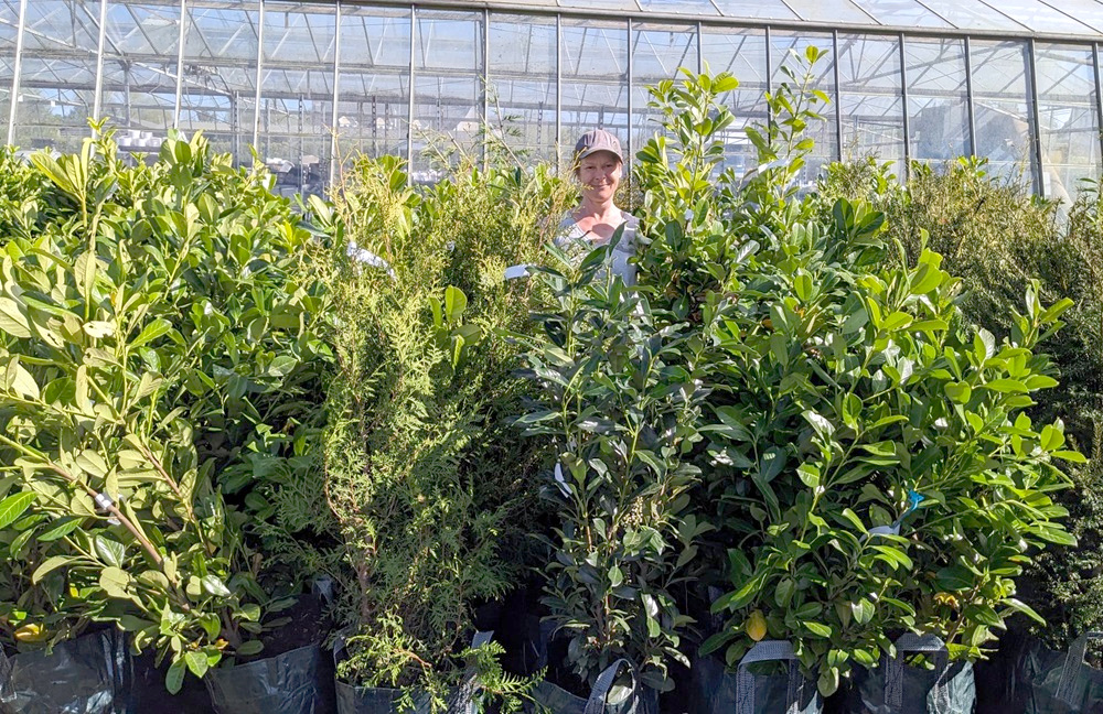 Katies_Plants's tweet photo. Last call! Premium hedging plants: also great as standalone shrubs for instant impact; evergreen for year-round interest &amp; privacy. Cherry Laurels⬇️ in price by 25% -get a (small) person-sized plant for under £20! Portugal Laurel, Yew &amp; White Cedar £16-£32. #FreeLocalDelivery https://t.co/YP7UzQSkvi