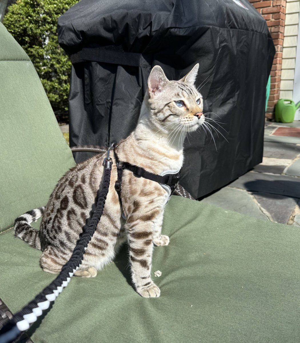 i swear i have the only bengal cat terrified of the outdoors what a fuckin loser