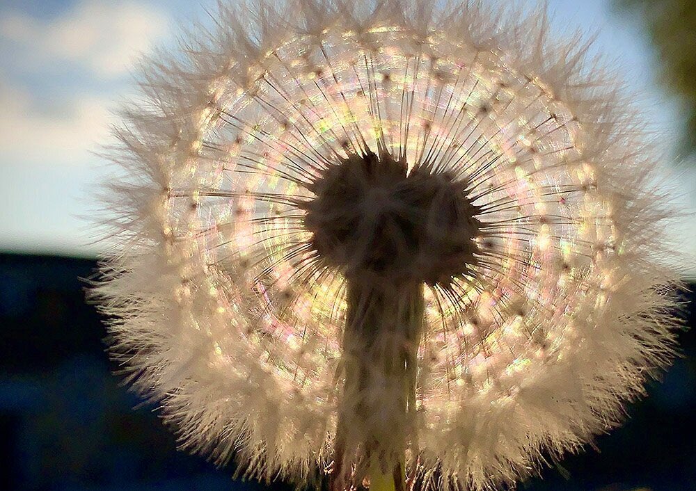 Spectrum of colours in a dandelion.