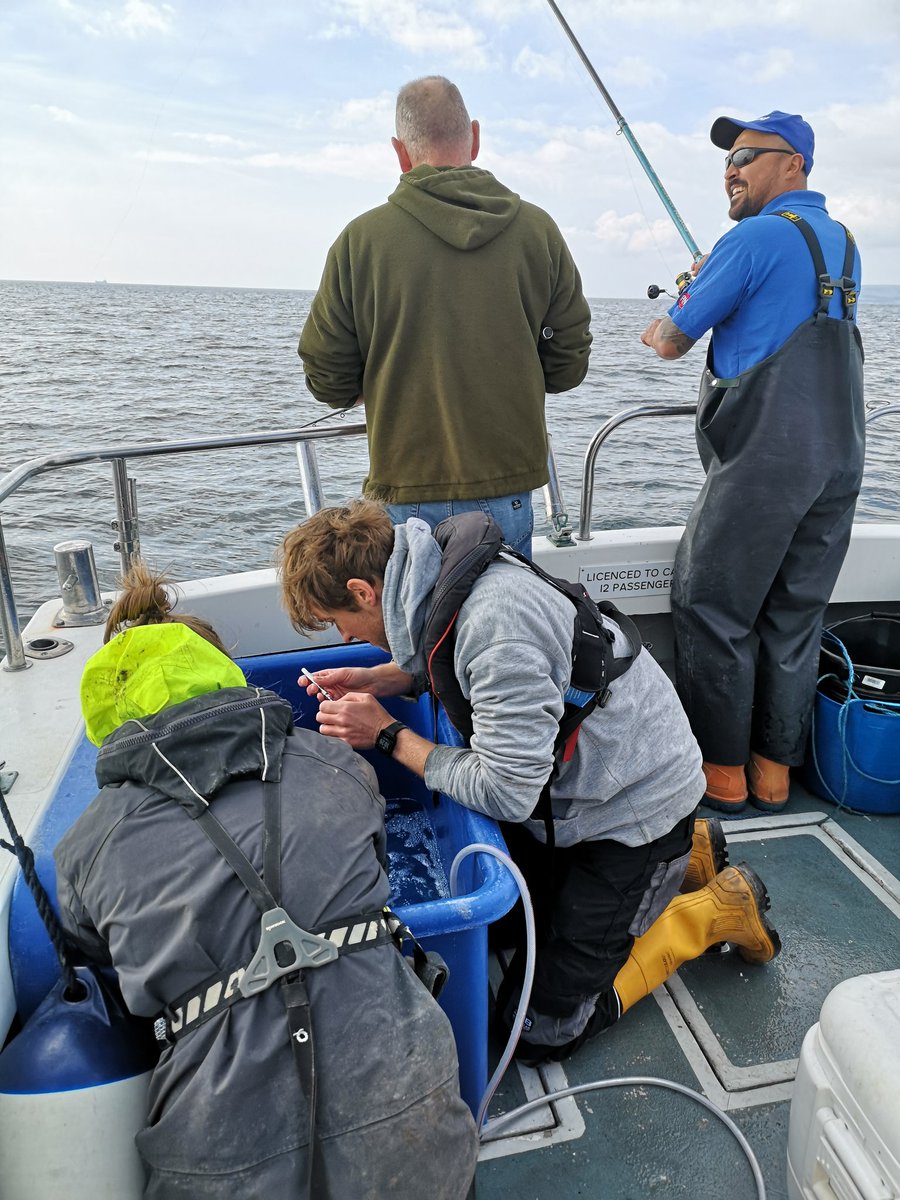 AHall_Marine's tweet image. Successful first day of the year tagging for #AnglingforSustainability
We tagged our target of 20 Black Bream at Poole Rocks 🐟

@PlymUni @AnglingTrust @NaturalEngland @SouthernIFCA @DefraGovUK #FISP @aMER_MarineRes @fish_intel
#FirstFishTaggedof2024 #AcousticTelemetry
