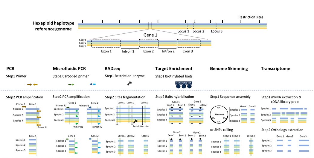 From the upcoming #AppsPlantSci #Polyploidy special issue🌿

A roadmap of phylogenomic methods for studying polyploid plant genera (by Weixuan Ning, Heidi Meudt &amp; <a href="/jentate01/">Jennifer Tate</a>) 

bsapubs.onlinelibrary.wiley.com/doi/full/10.10… @WileyPlantSci #iamabotanist #phylogenomics #botany