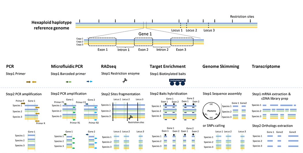 From the upcoming #AppsPlantSci #Polyploidy special issue🌿

A roadmap of phylogenomic methods for studying polyploid plant genera (by Weixuan Ning, Heidi Meudt & @jentate01) 

bsapubs.onlinelibrary.wiley.com/doi/full/10.10… @WileyPlantSci #iamabotanist #phylogenomics #botany