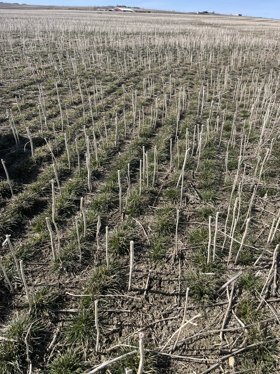 David McGregor (@davidatfmts) on Twitter photo Perennial ryegrass seeded with hemp last year made for a great catch. Another way to establish a grass seed crop. <a href="/FortyMileTS/">Forty Mile Turf Seed</a> Perennial ryegrass seeded with hemp last year made for a great catch. Another way to establish a grass seed crop. <a href="/FortyMileTS/">Forty Mile Turf Seed</a>