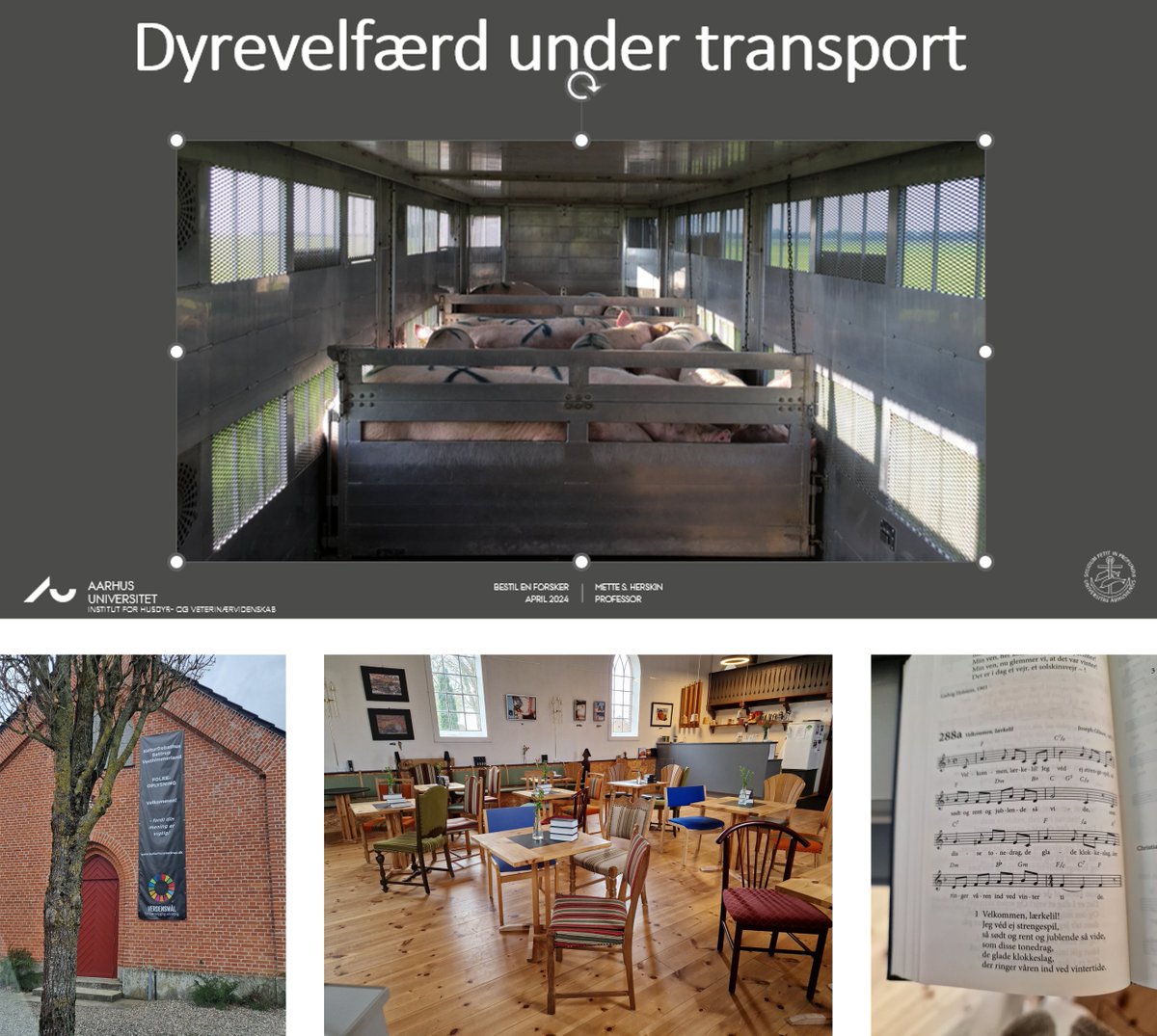 HerskinMette's tweet photo. Tak til de gode folk fra KulturDebatHus Søttrup, Vesthimmerland, for det fine arrangement i anledning af #ForskningensDøgn og til alle fremmødte for god debat og gode input om dagens emne: #dyrevelfærd under transport. @bsw_anivet @TechSci_AU @dkforsk @forskdk #BestilEnForsker https://t.co/Xv4CXvecuL