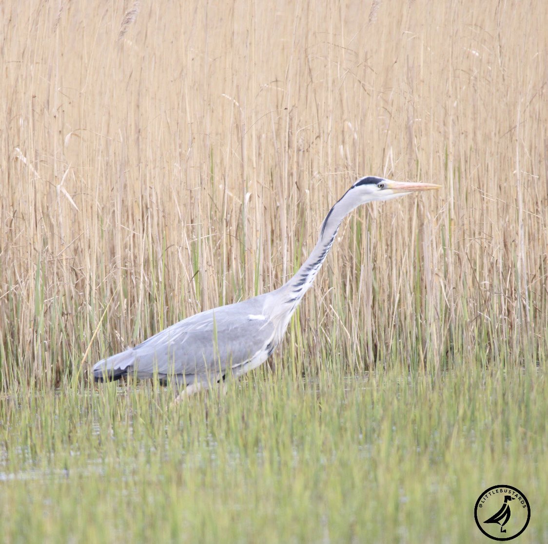 A grey heron @RSPBSaltholme earlier today 

@Teesbirds1
@teeswildlife
@durhambirdclub
@nybirdnews
@NatureUK
@natures_voice
@rspbbirders
@wildlifemag
@bbcspringwatch 
#birdphotography #wildlifephotography #naturephotography