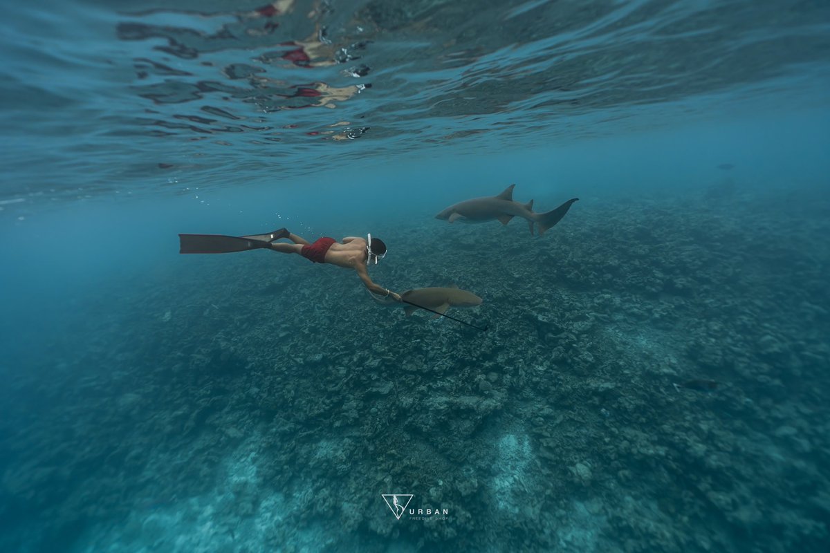 ฉลามชอบงับคุณ 
แต่ผมชอบคุณงับ มางับเราหน่อยดิงับบบบบบ #มัลดีฟส์ #Maldives #shark #uwp