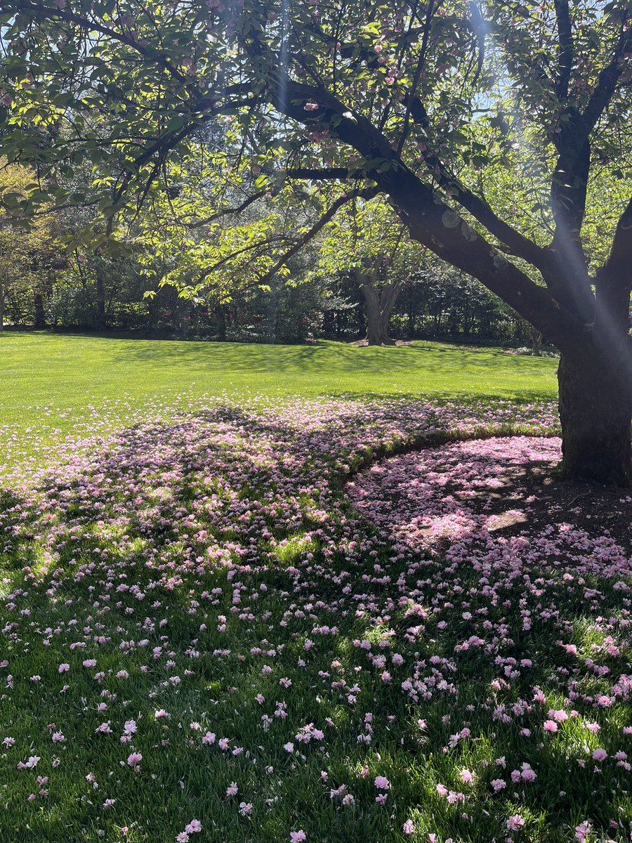 WDCGardener's tweet photo. A beautiful morning to gardens in the #vagardenweek tours - this one is Ballantrae in McLean, Va, hosted by the Garden Club of Fairfax. #gardendc #dmv #vagardentour @historicgardenweek https://t.co/uGKck7AAwT