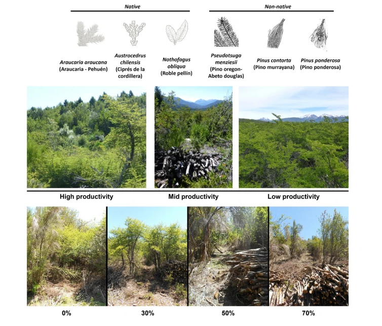 New Paper📢 Higher establishment of nonnative trees with increased harvest intensity in native forests Great leadership by @Romina_Dimarco✨ with Marcos Nacif & @Luqui_Garibaldi! link.springer.com/article/10.100…