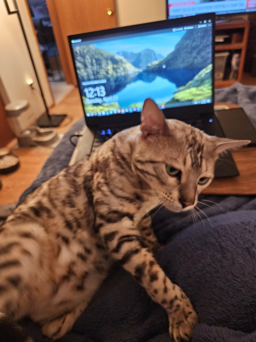 Mine mommy is having a hard week day. I makes hers feel better. ❤️😽  -Dre
#Bengalicious 
#CatsOfTwitter #XCats 
#TeamBengal  #TeamBengalForever #BengalCat #LoveNeverDies #WeLoveMewFam