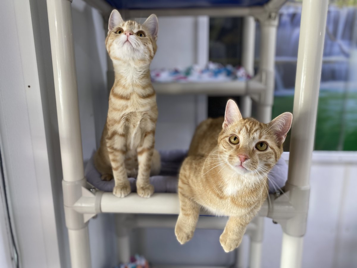 #COTD is Orange! He is a sweet leukemia-positive kitty who is one of our citrus trio siblings! Beside him to the left in the picture below is his little shadow Kirby they are best friends! 🍊 💗 🐾 Read more: blindcatrescue.com/cats/kirby.htm