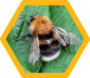 BuzzOffHoneyBee's tweet photo. #TreeBumblebee nests can often be found in dry, dark holes underground or under sheds -  but they also can nest in lofts, bird boxes &amp; trees

Learn more at https://t.co/rOTdJYb9qz  

#insects #wildlife #pollinators #savethebees https://t.co/TemiG9kYuv