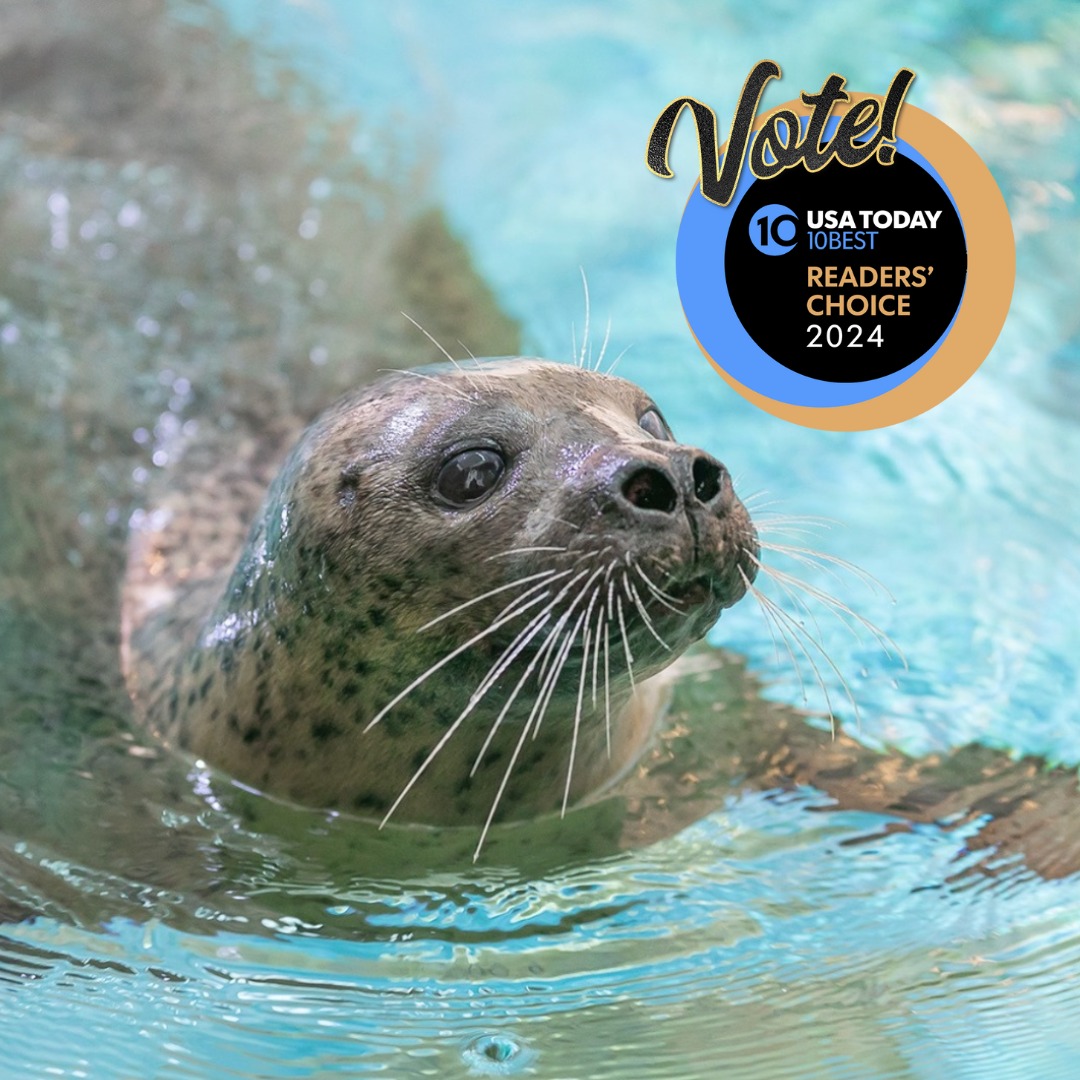 The Maritime Aquarium has been nominated for “Best Aquarium” by the USA TODAY 10Best Readers' Choice Awards! Vote every day until May 13: brnw.ch/21wJ5XV