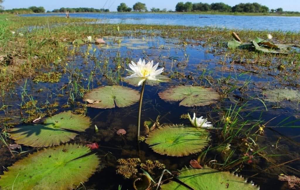 JuventudXTabasc's tweet photo. Así son las plantas acuáticas de los pantanos de Centla, #Tabasco. https://t.co/ktZPfJUhwL