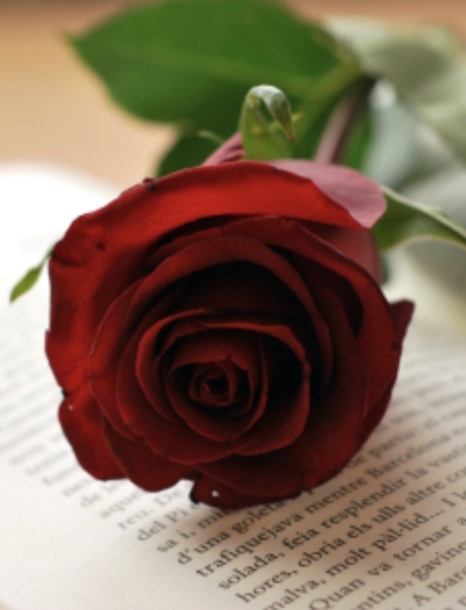 Happy St Jordi 🇪🇸📚🌹🗡️🐉🥖 
#DiaMundialDelLibro 📕📗📘📙