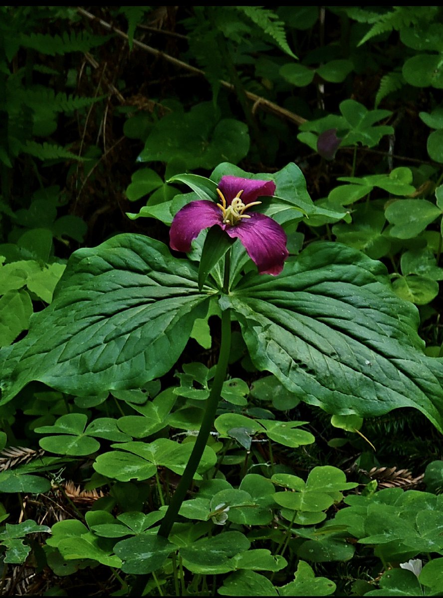 an earth 🌎 day oncore
the red trillium - april 2023
northcoast california u s a  🇺🇸