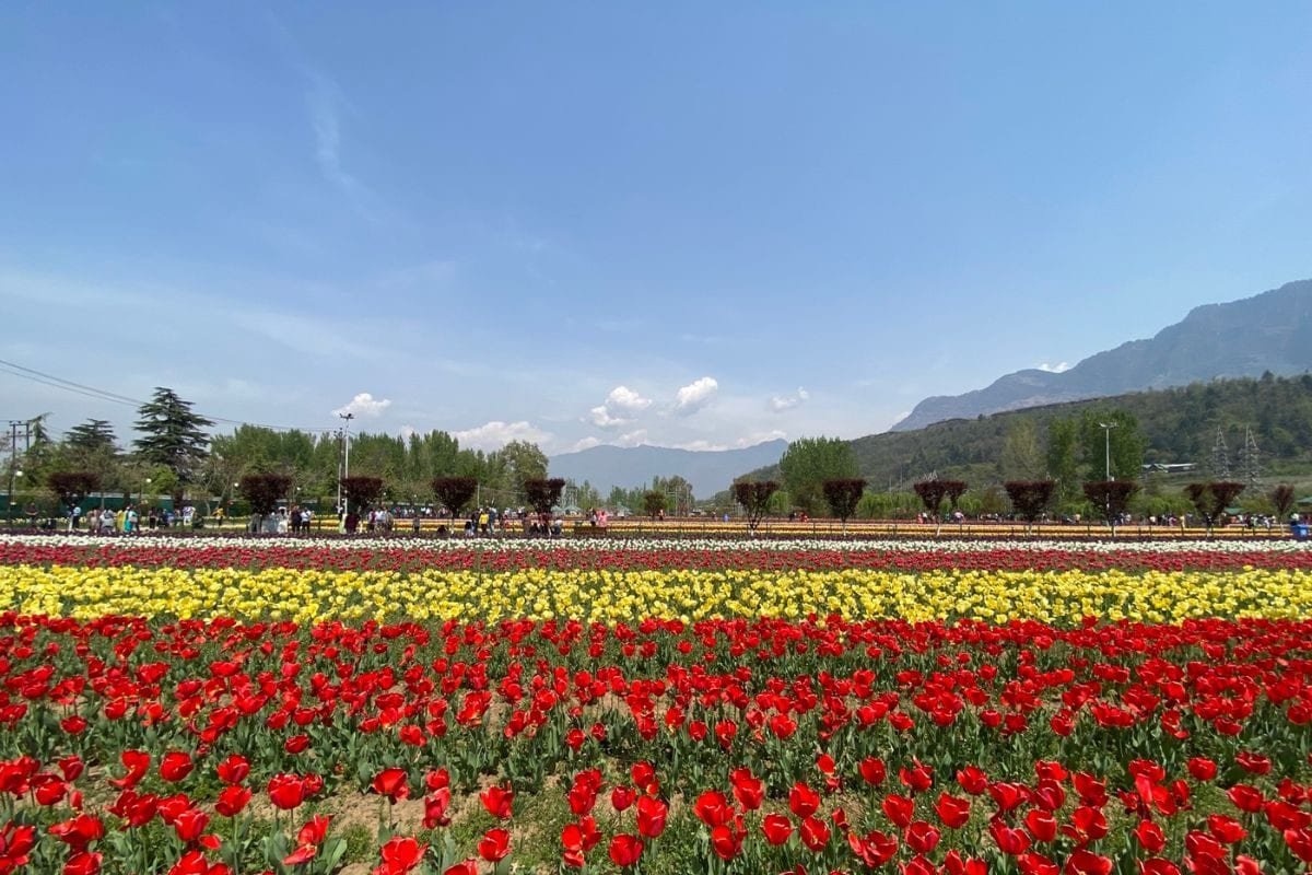 #JammuAndKashmir : Tulip Garden, located in #Srinagar outskirts and being one of the major tourist attractions in #Kashmir Valley, will be closed to the public from tomorrow. The garden was opened to the public on March 23 of this year. During this period, tourists drawn from