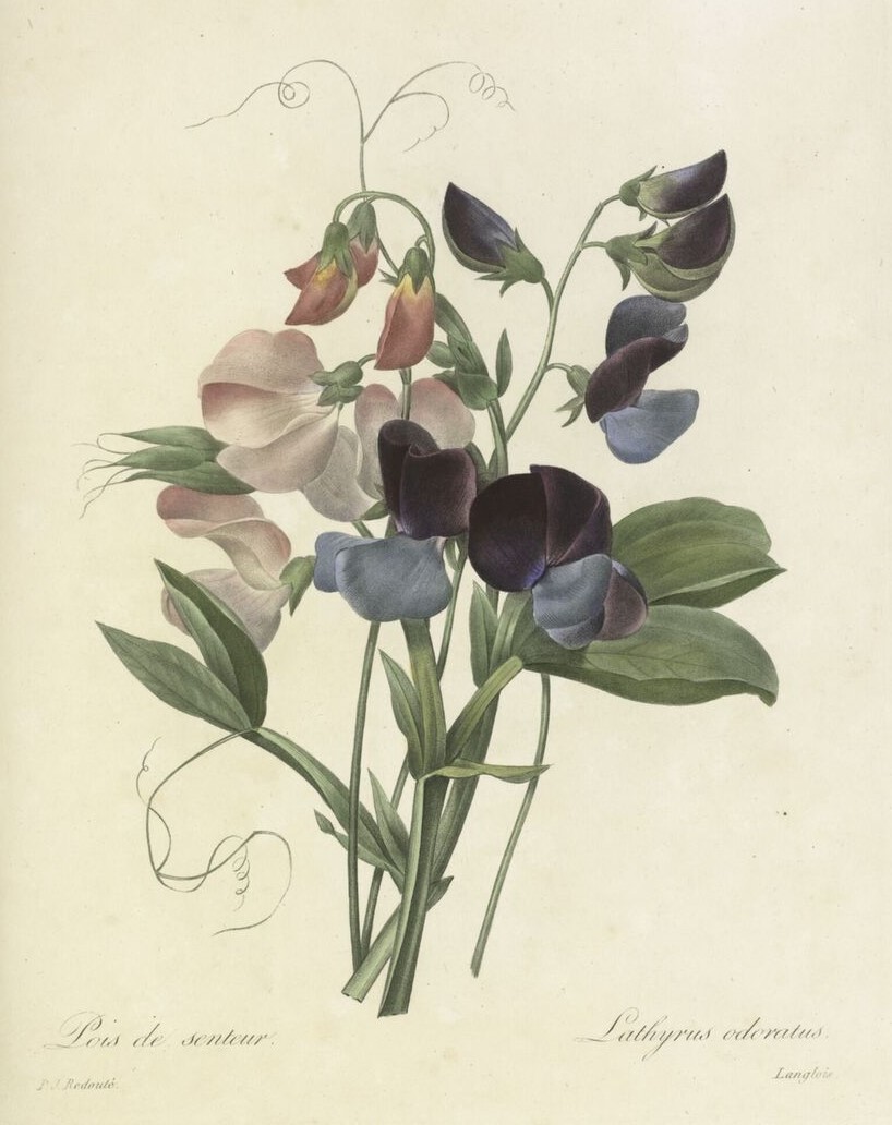 Today is #StGeorgesDay and we're celebrating with these beautiful botanical illustrations. One is of 'Lathyrus odoratus', sometimes called St George due to its red and white colouring (though perhaps not very visible here). And the other is - of course - a rose! 🌹