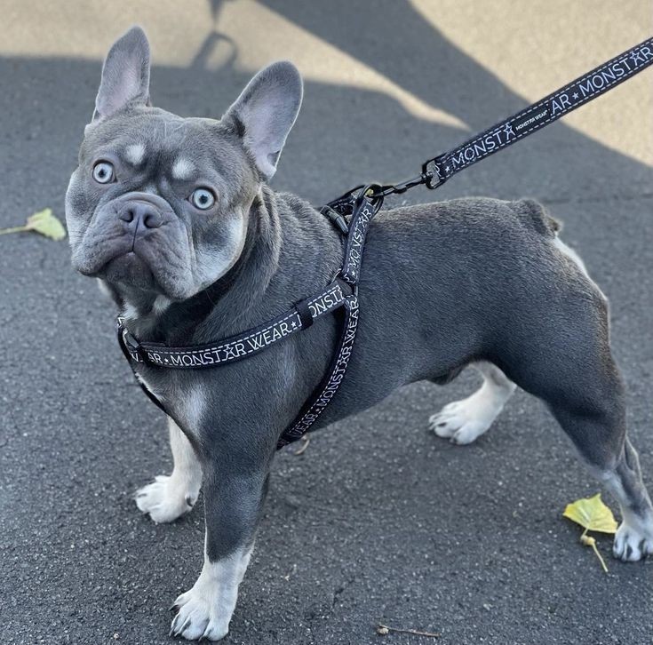 Angry look but cute 🥰
#frenchbulldog