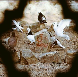 ZainMuh110's tweet photo. روشن جو کررہا تھا زمانے کو علم سے
افسوس وہ چراغ بھی گُل  کر  دیا  گیا 😢💔
"15 شوال شہادت امام  جعفرِ  صادق  علیہ سلام"
مولا صادق(ع)
#Martyrdom_ImamAlSadiq https://t.co/yN2b69j37o