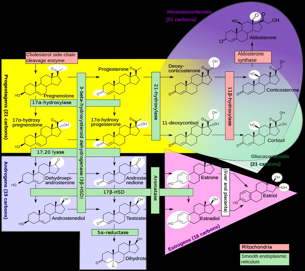 Biosynthesis of Steroid Hormones