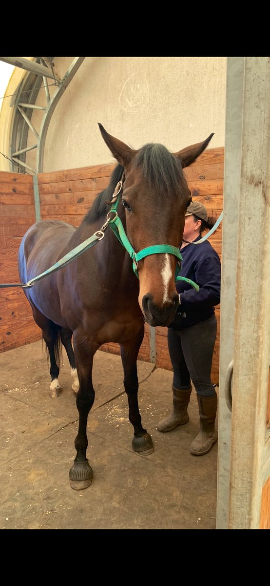 Ahhh that’s the spot☺️ORION’S WAY met Heather and had a wonderful massage and evaluation. Of course she thought his walk/trot was 11 out of 10! Keeping the Sweet Potato healthy happy and comfy. This boy is going to be something in the hunter ring👑 #OTTB #LiamsMap Good boy 🧡