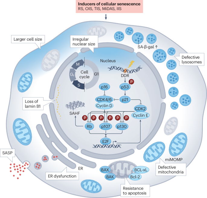 Now Online The senescence-associated secretory phenotype and its physiological and pathological implications dlvr.it/T5vgzn