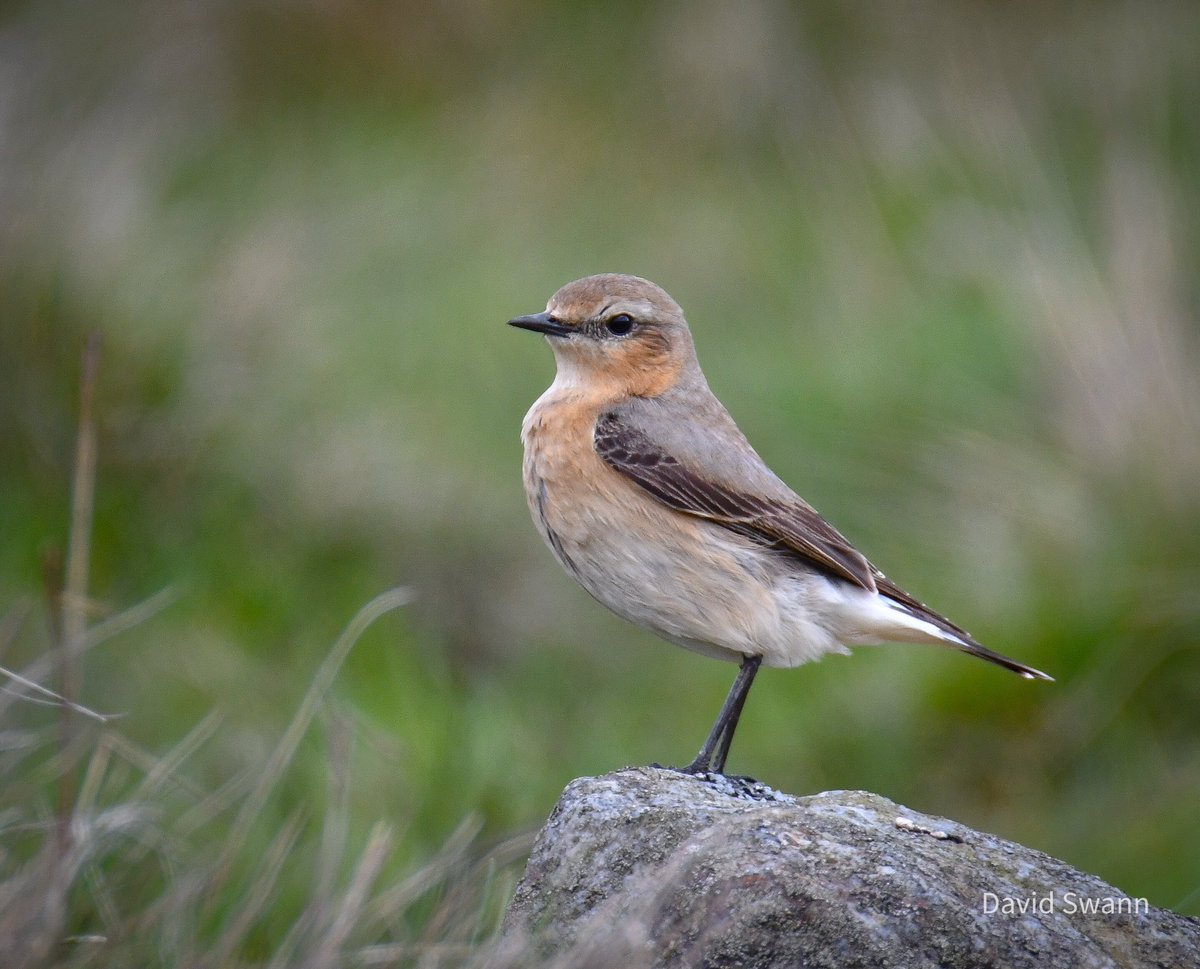 Female Wheatear on Rosedale today. @Natures_Voice @NorthYorkMoors @YorksWildlife @WoodlandTrust @nybirdnews @ourrosedale