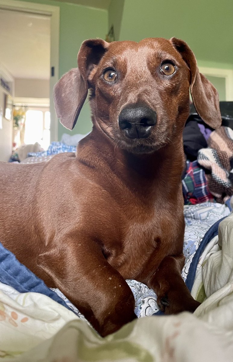 King of the clean washing pile is happy I’m home. ♥️