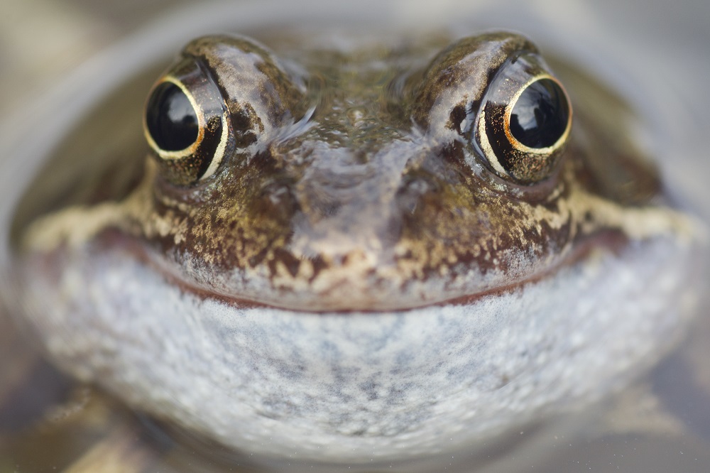 *THANK YOU - WE DID IT!* We have raised over our £20,000 target for our Reconnecting our Riverscapes appeal thanks to your generous donations and match funding from the Postcode Green Trust through the @biggiveorg Green Match Fund.