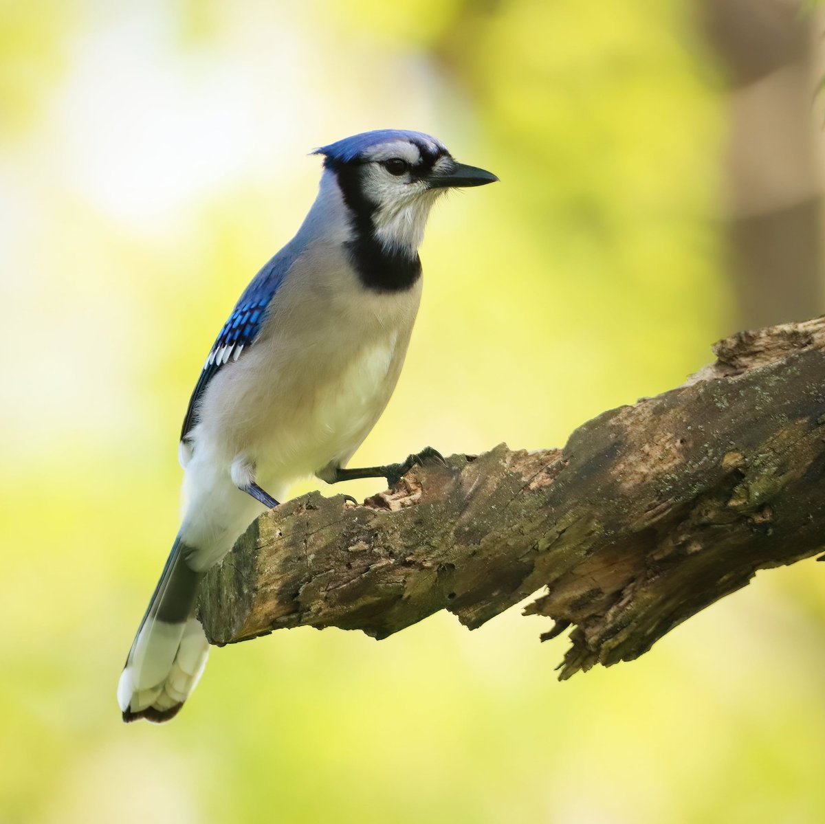 What a cutie!
#bluejaybird #bluejays #bluejay #bluejayvisit #bluejayvisitor #birdcommunity #birdworld #birdwatching #birdlife #birdloversclub #birdlovers #birdwatchersdaily #birdwatcher #birdsonearth #beavercreekbirding