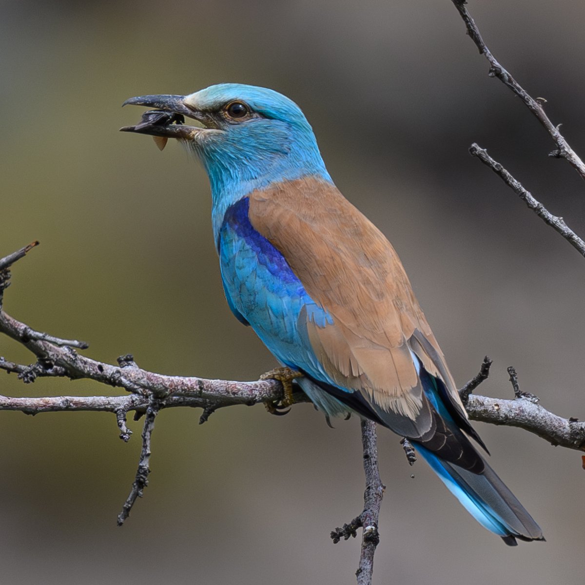 A European roller today on Lesvos, Greece having caught a beetle . Such colourful birds #NatureLover #NatureLovers #TwitterNatureCommunity #TwitterNaturePhotography #BirdsSeenIn2024 #NatureGoeswild #BirdsSeenIn2024