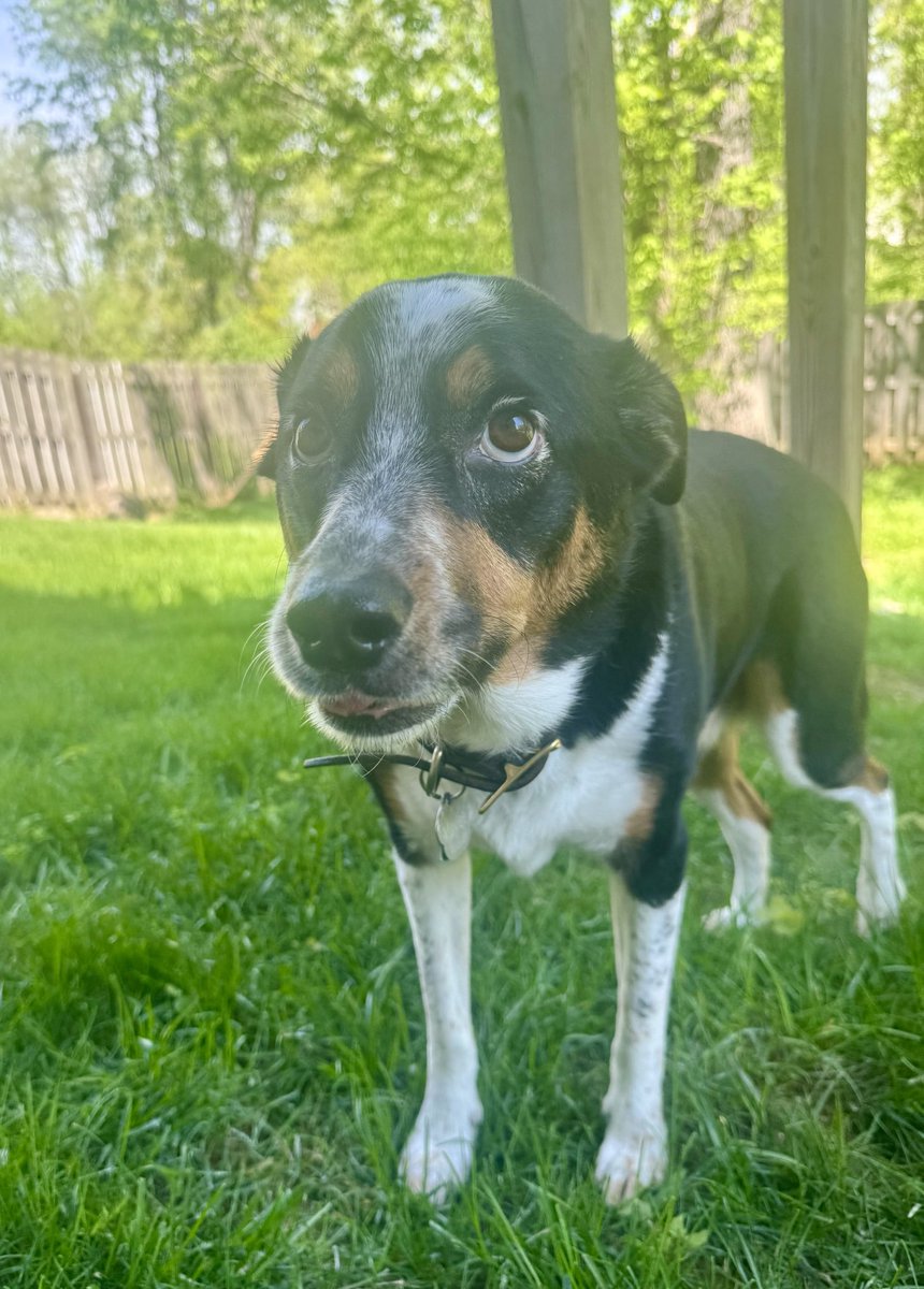 Maylee the Rescue Pup tweet media