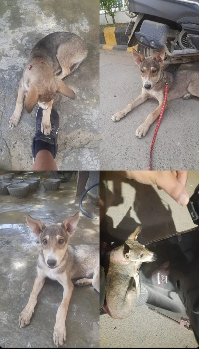 🚨 URGENT 🚨 Meet Pablo, a brave indie mix puppy found at Subhash Chandra Bose Park, Sector 14, #Gurgaon. dogwithblog.in/indian-pariah-… His lower jaw was severely injured, but now he’s recovering from surgery. 🐾 Contact: 96676 16900. #AdoptDontShop RT!