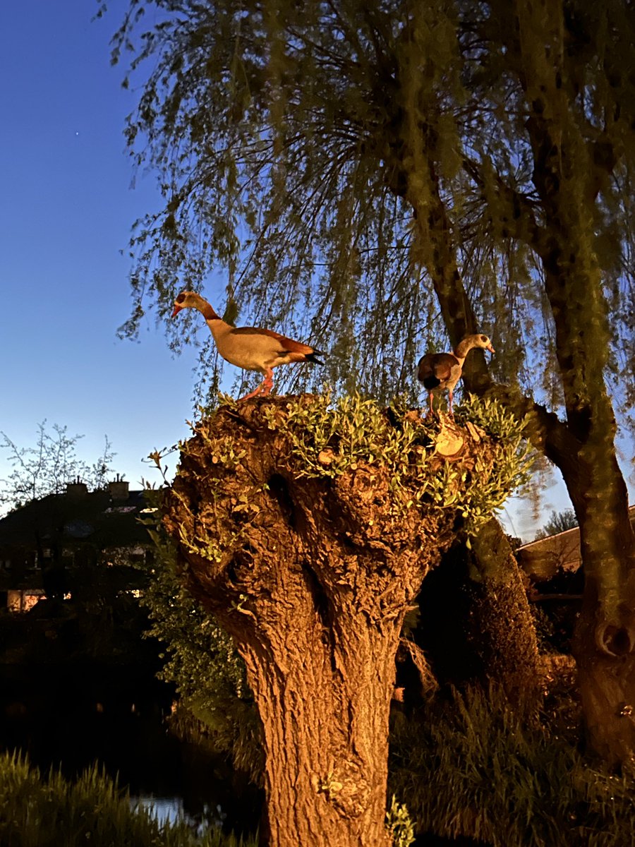 Only in the @MerenwijkLeiden