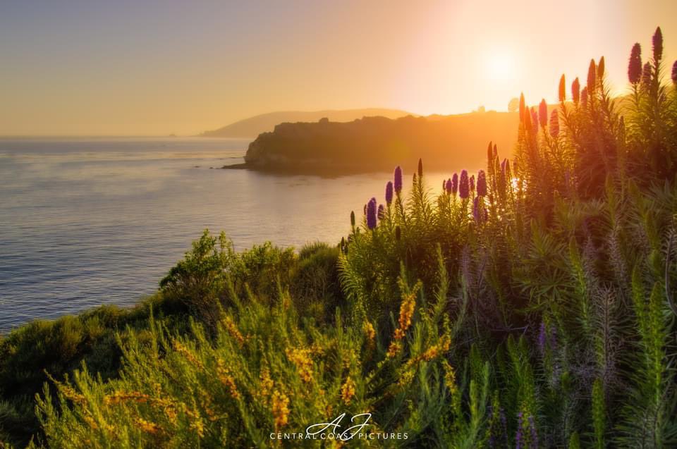 CentralCoastPictures tweet media