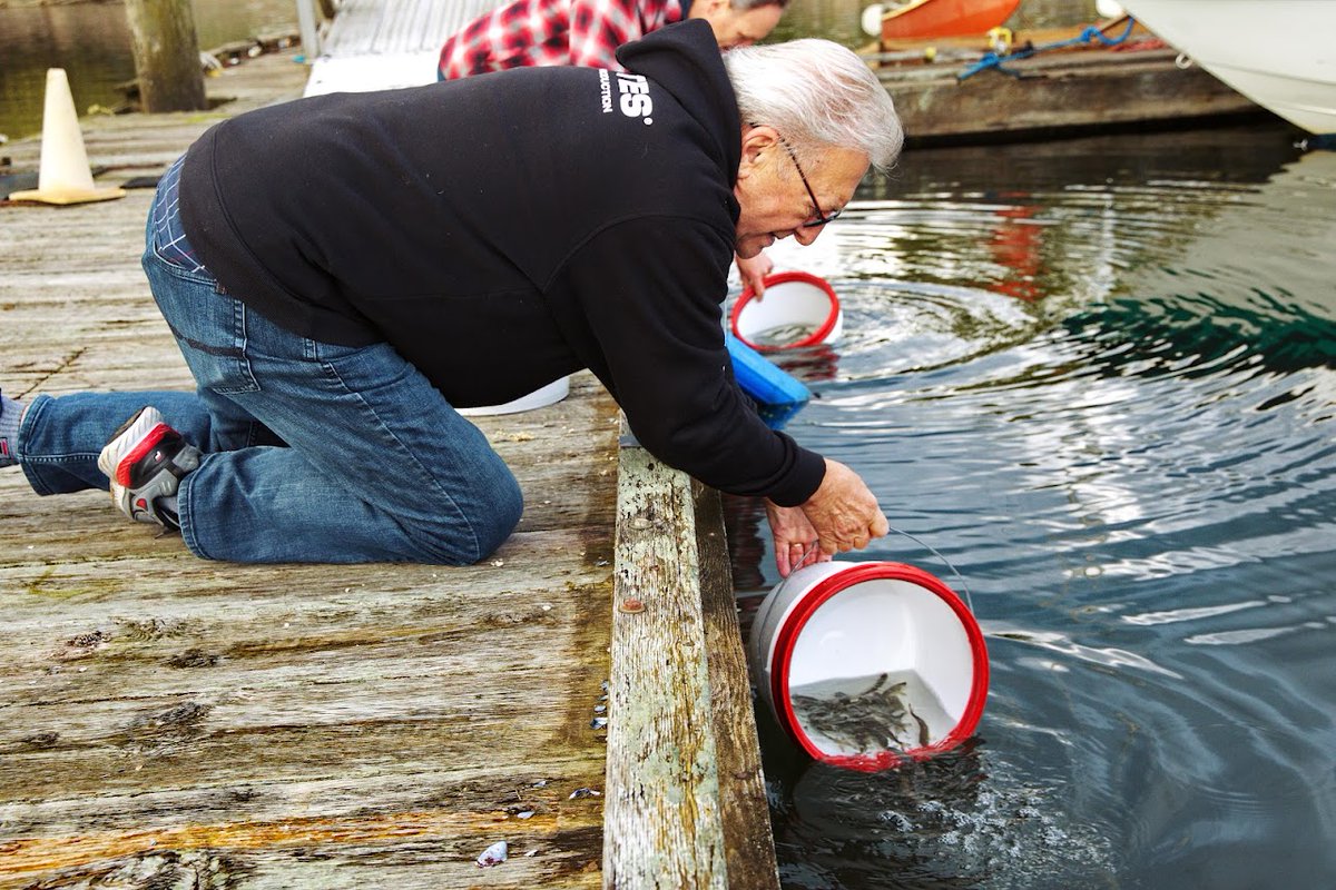 Only 60% of young salmon released from a hatchery in Port Moody remain alive 3 km from release. A new study led by @ubcforestry professor Dr. Scott Hinch suggests ways to increase the fish’s chances of survival. Read more: bit.ly/3Q4UrAc