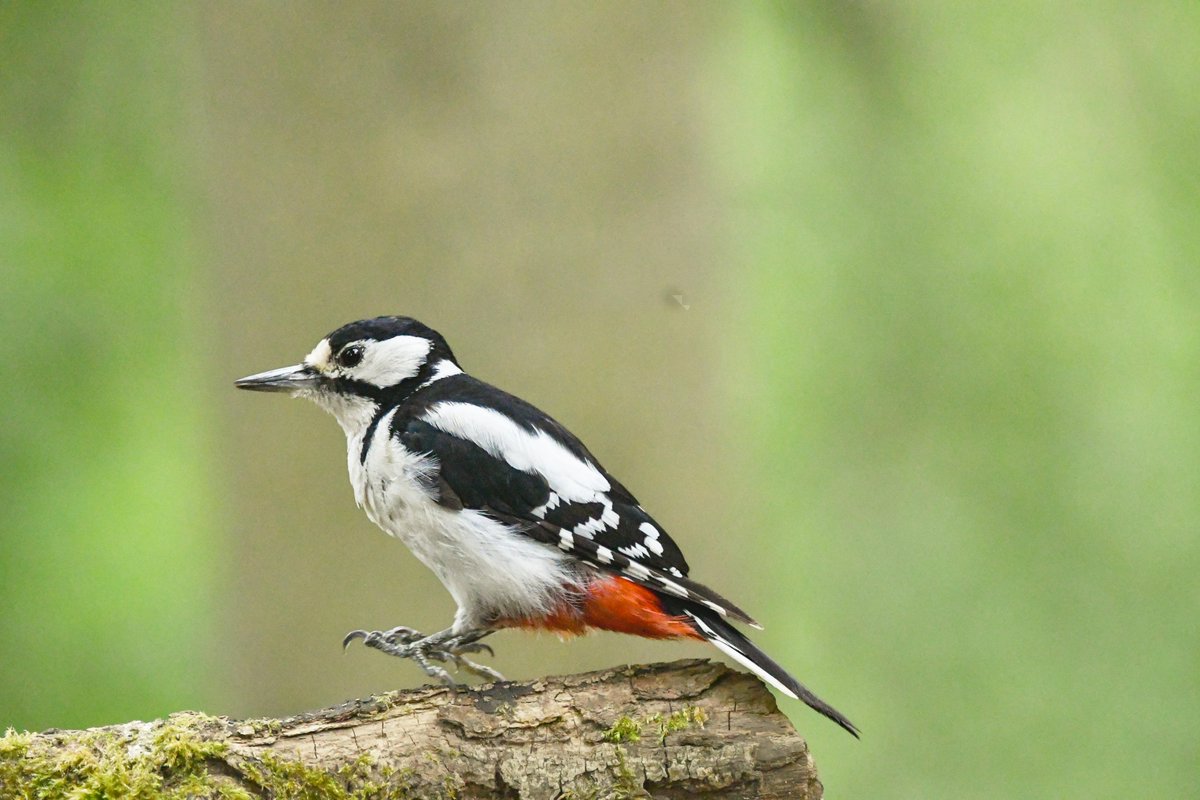 A stunning Great Spotted Woodpecker in the woods 

#NatureLovers #photography