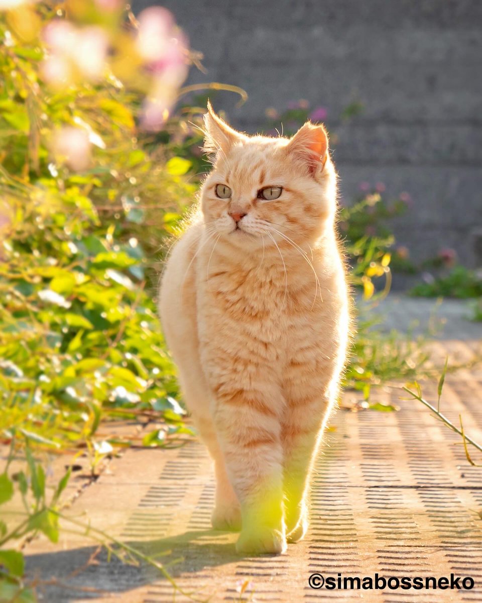 ✦˚bbebluu◡̈ ✦ tweet media