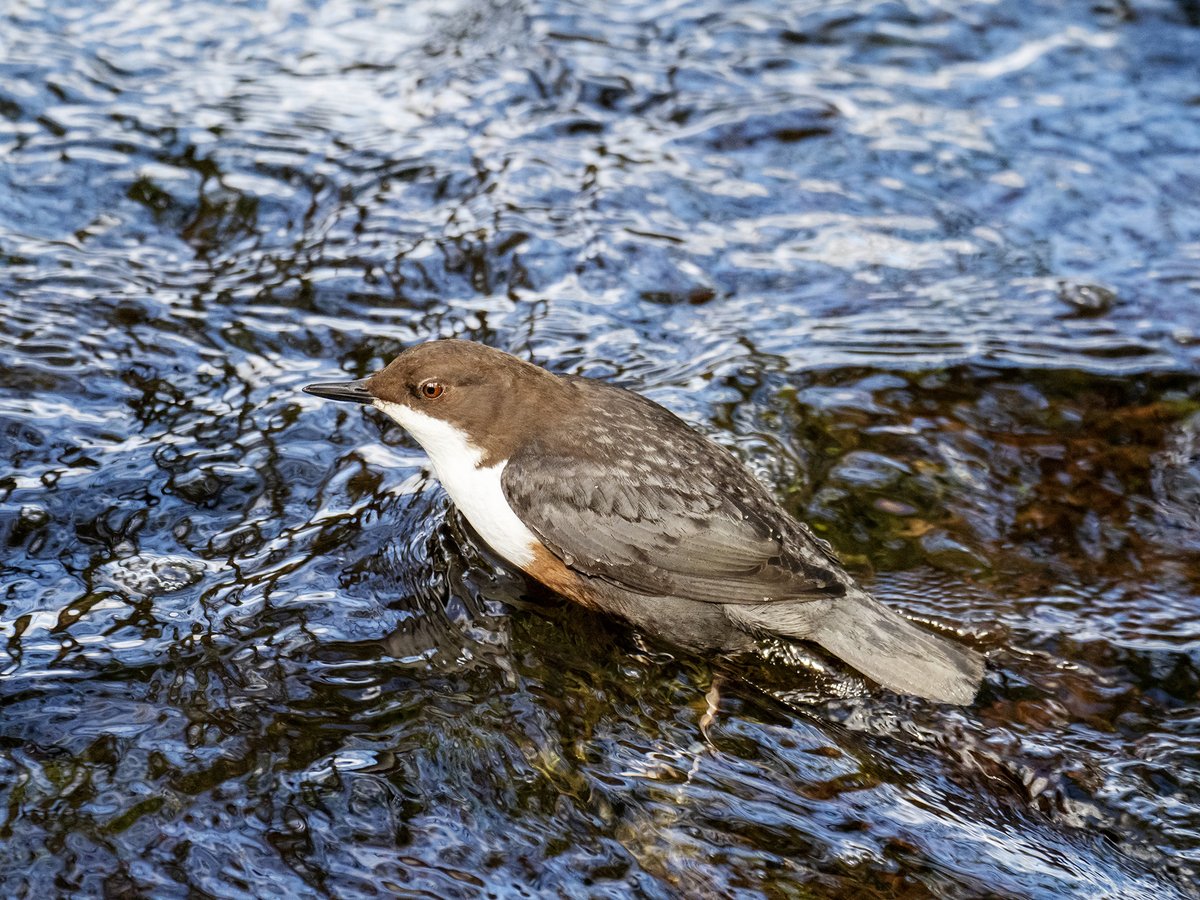 Dipper takes a dip and emerges from the Rothay. #birdphotography #wildlifephotography