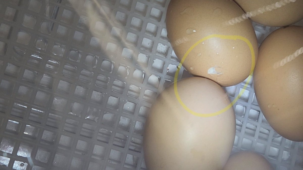 Oh my goodness - it's hatching day and I couldn't be more nervous! Can't wait to meet the new babies! Thank you <a href="/Humble_Science/">Humble ISD Elementary Science</a> for allowing us to have this amazing experience! 🐣 <a href="/HumbleISD_GE/">Groves Elementary</a> <a href="/Angela_bland1/">Angela Bland</a> <a href="/stephanie_dye11/">Stephanie Dye</a> <a href="/wheelerteaches/">𝙲𝚘𝚍𝚢 𝚆𝚑𝚎𝚎𝚕𝚎𝚛</a>
