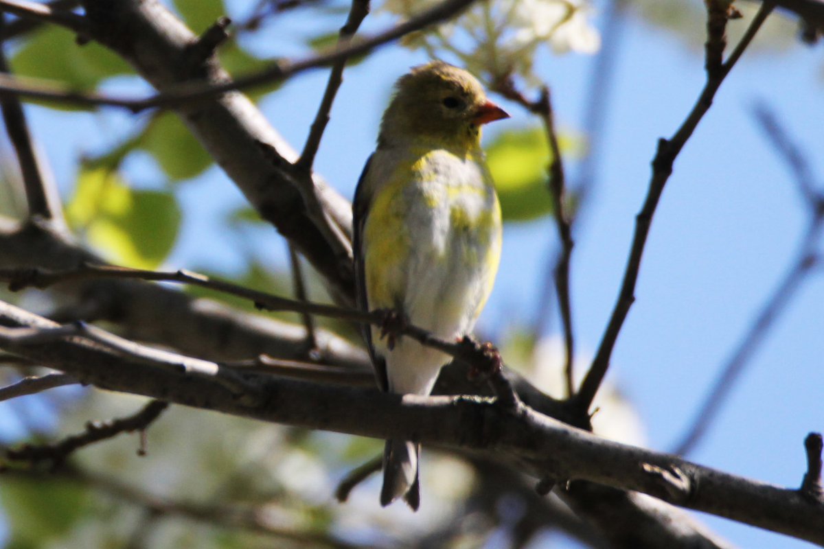 Female Goldfinch. Evanston, IL.