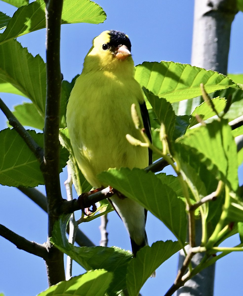 American Goldfinch is back checking out the #backyard. He’s blending in quite nicely 💛 🖤 😎
#TwitterNatureCommunity
#TwitterNaturePhotography
#birdphotography #BirdsOfTwitter #wildlifephotography #NaturePhotography
#backyardbirding