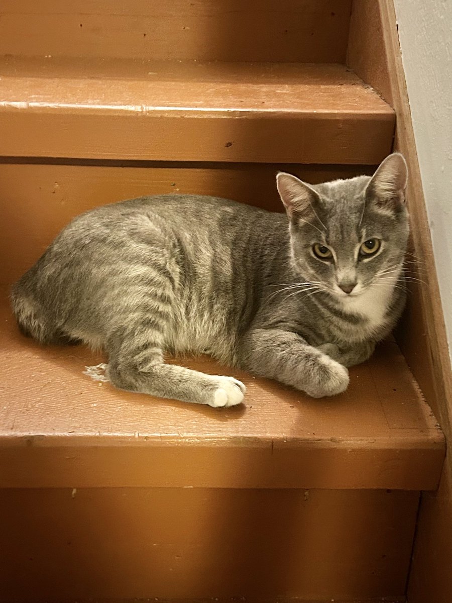 💖 STELLA (CP) is a shy but very sweet, gray tabby female, born approx Jan 2023. She likes to play & enjoys being petted. She does well with other cats and loves to cuddle with them! Watch Stella's video here: youtube.com/shorts/BnebEWB… #CastroValley #adoptable #adopt #tabby #cats