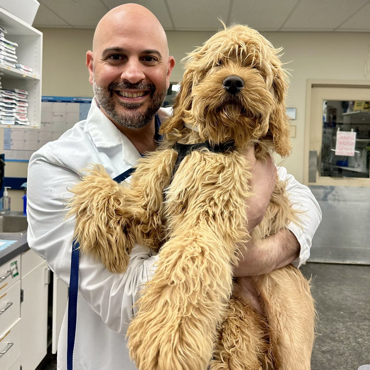 This is Floyd!  He had a common femur fracture that happens in puppies, where they break the growth plate near the knee. We fixed him up and he’s ready to roll! #medvet #veterinarysurgery #veterinarysurgeon #medvetcincinnati #acvs #cincinnati #cincypet #dogsofcincy #petcare