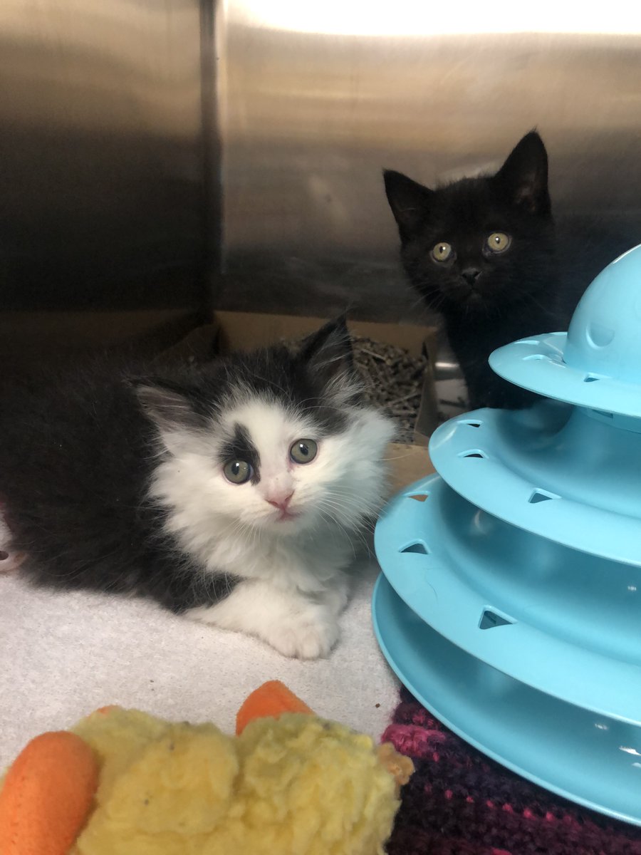 NEHumaneSociety's tweet photo. Visit our wishlists on Amazon and Chewy to help us stock the kitten nursery this year! You can send items directly to us, or you can bring donations to the #KittenShower yourself! ๐๐
Amazon: https://t.co/rct5I1E6J3
Chewy: https://t.co/7Q8HbhiZJy
Can't wait to see you there! https://t.co/G09Cy5WEgC