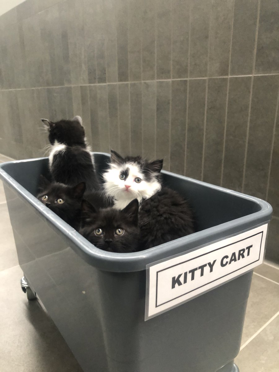 NEHumaneSociety's tweet photo. Visit our wishlists on Amazon and Chewy to help us stock the kitten nursery this year! You can send items directly to us, or you can bring donations to the #KittenShower yourself! ๐๐
Amazon: https://t.co/rct5I1E6J3
Chewy: https://t.co/7Q8HbhiZJy
Can't wait to see you there! https://t.co/G09Cy5WEgC