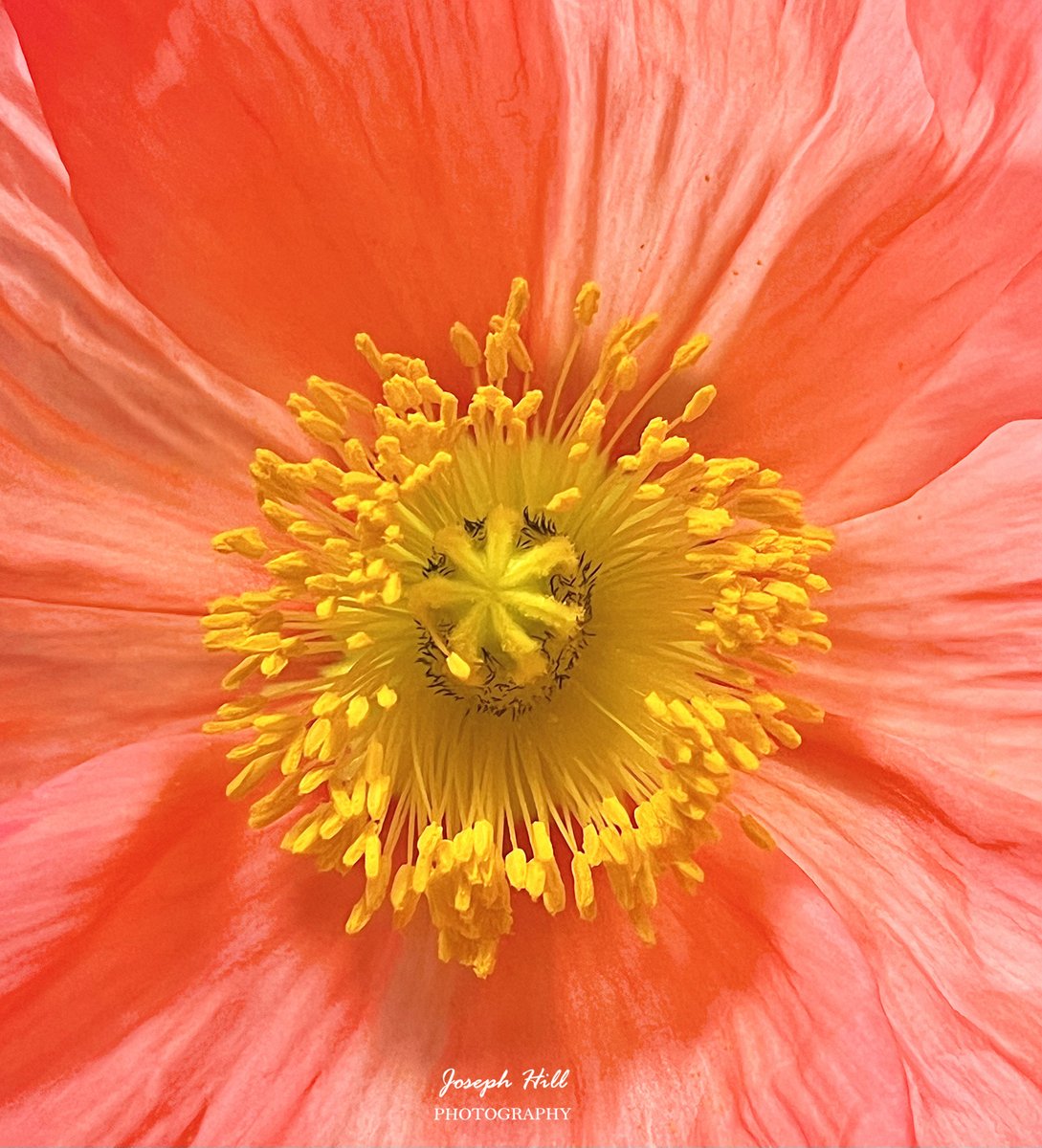 Poppy🌼
Photo By: Joseph Hill🙂📸🌼

#Poppy🌼 #Flower #nature #spring #beautiful #colorful #Peaceful #flowerphotography #SouthernPinesNC #April