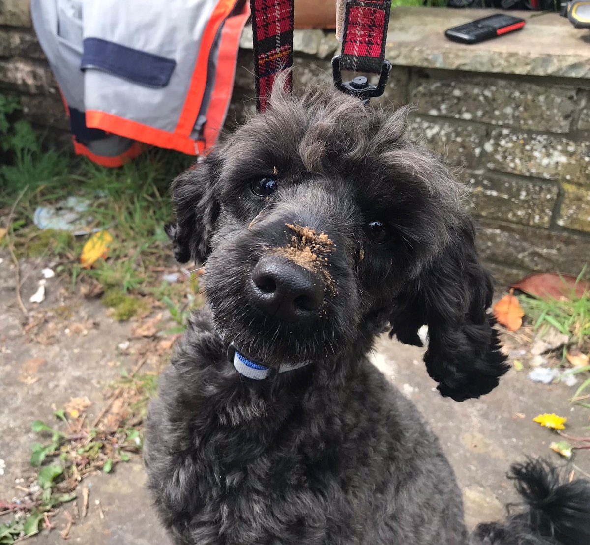 mawwfire's tweet image. Earlier today, the Swansea West crew and Wales Urban Search and Rescue Team rescued Jock, a three-year-old Poodle, who had become stuck under a property.

Crews successfully managed to rescue Jock who was alive and well!

Read the full story here - pulse.ly/wat6b688iy
